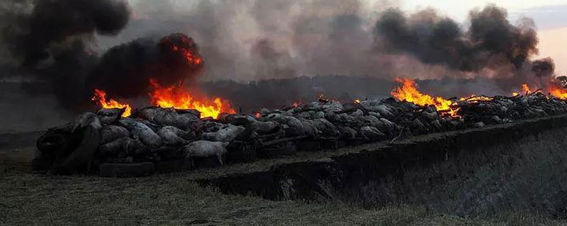 感染非洲豬瘟的豬能熬過去嗎？必須全面捕殺