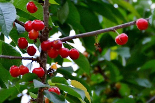 云南適合種植車厘子嗎