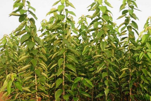 云南適合種植車厘子嗎