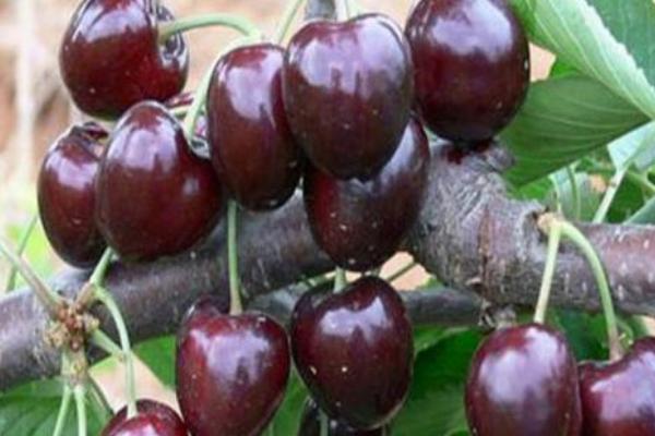 云南適合種植車厘子嗎