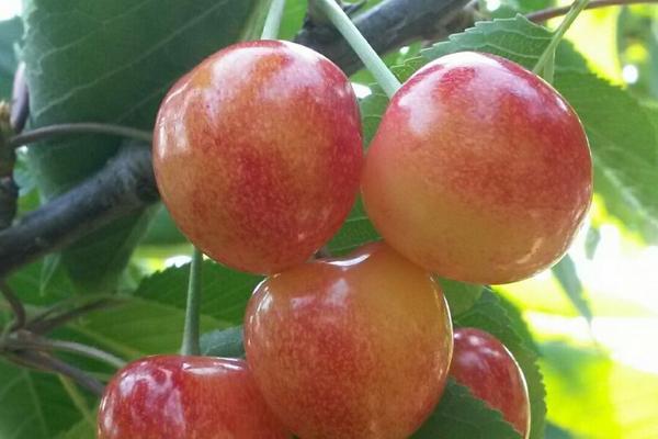 云南適合種植車厘子嗎