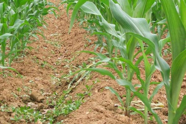 什么除草劑三年不長草