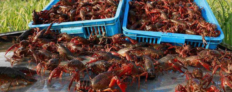 龍蝦養(yǎng)殖成本利潤(rùn)大嗎？畝利潤(rùn)約3000至5500元