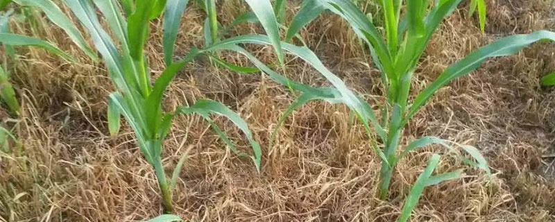 什么除草劑三年不長草？封閉式除草劑藥效相對較強