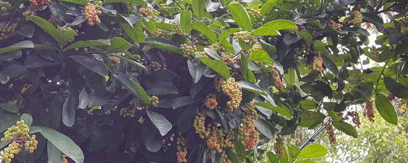 五味子種植條件與氣候要求