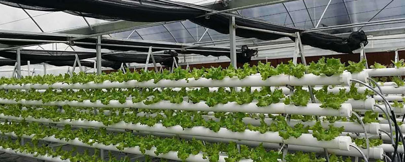 無土栽培有哪些不同的方法？水培霧培及基質(zhì)三種（附優(yōu)缺點(diǎn)）