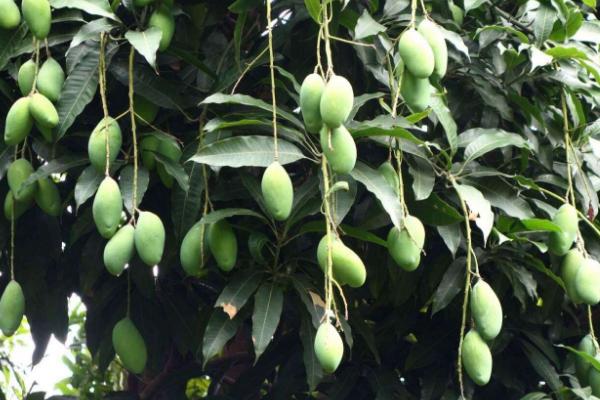 芒果適合什么地方種植