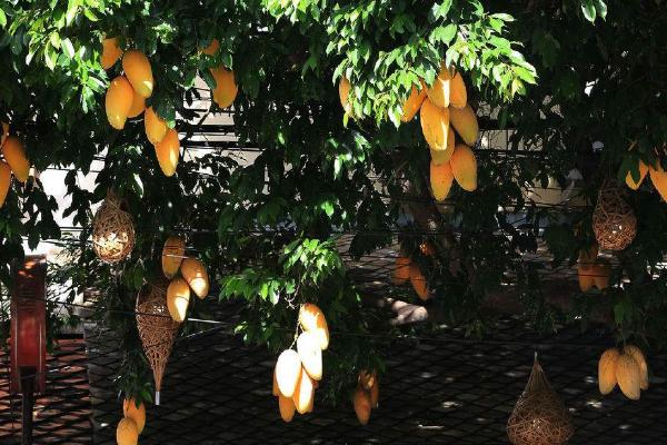 芒果適合什么地方種植