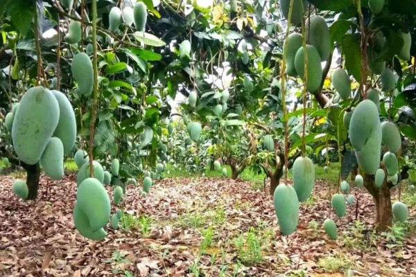 芒果適合什么地方種植