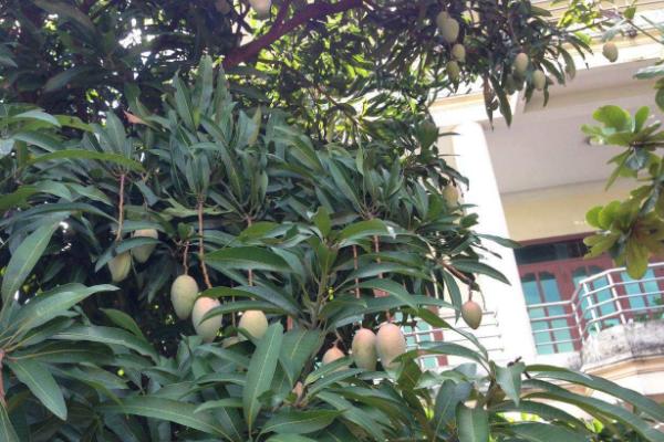 芒果適合什么地方種植