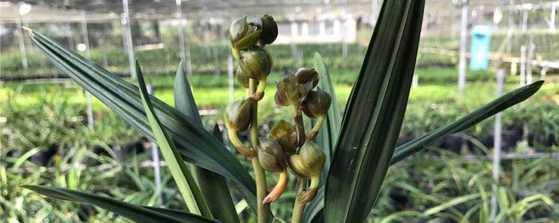 墨蘭的養殖方法和栽培技術，澆水方式隨季節變化，注意越冬