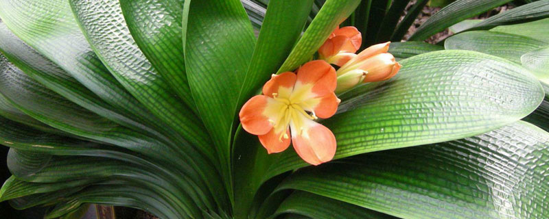 君子蘭種子的養殖方法和注意事項，喜半陰涼爽環境