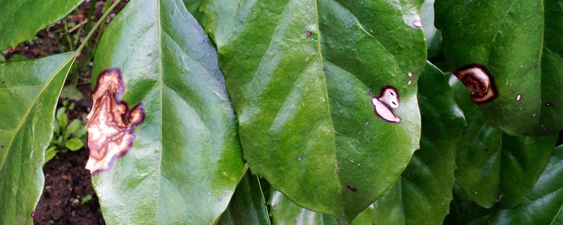 寧南霉素能防治哪些病？含使用方法及注意事項