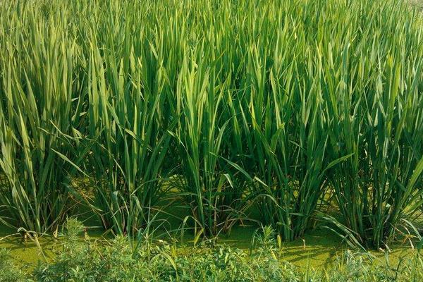 尿甲醛復合肥有何好處