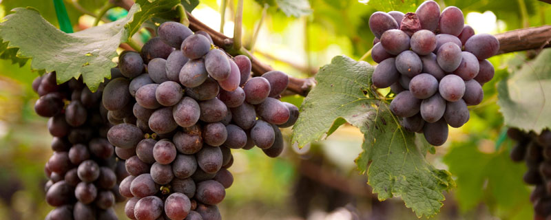 葡萄萌芽期施什么肥？及時追施氮肥和磷肥