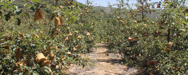 硝酸磷鉀肥如何使用?附作用效果及特點
