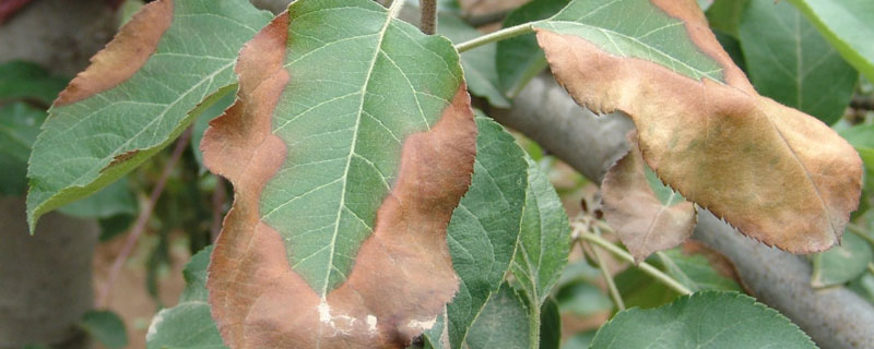 植物炭疽病用什么藥？常用農藥及防治方法