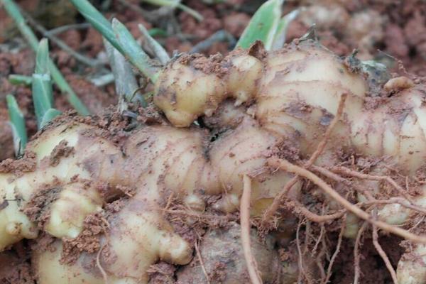 姜種用什么藥消毒