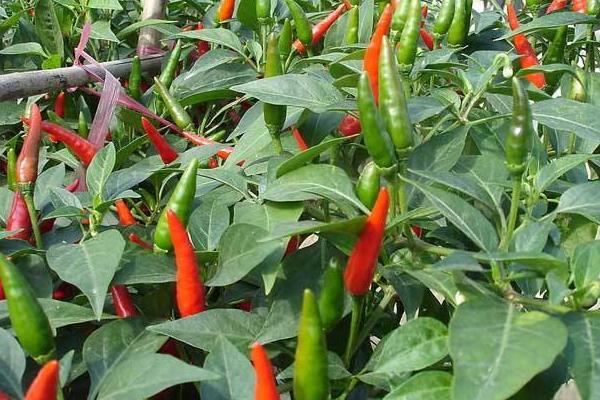 辣椒一畝地產(chǎn)多少斤