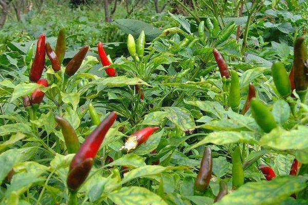 辣椒一畝地產(chǎn)多少斤