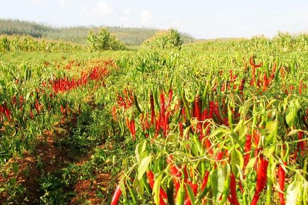 辣椒一畝地產(chǎn)多少斤