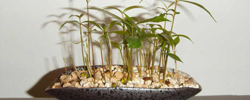 龍眼子的種植方法，盆栽很簡單