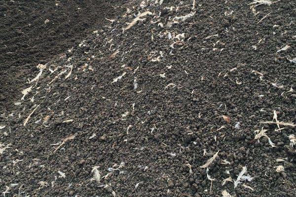 雞屎肥的功效與作用及注意事項