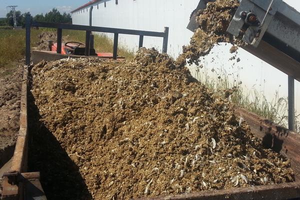 雞屎肥的功效與作用及注意事項