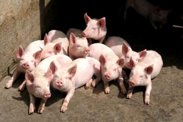 養豬什么叫料肉比