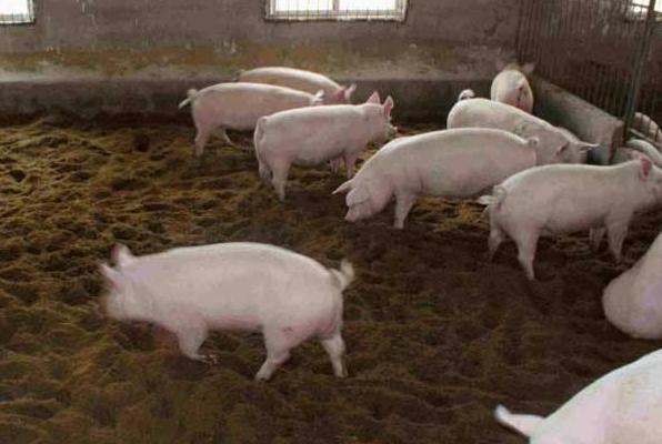 養豬什么叫料肉比