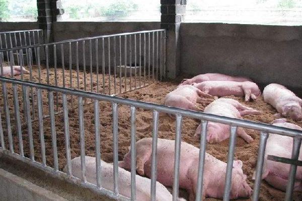 養豬什么叫料肉比