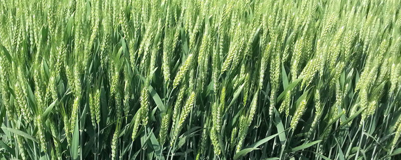 氟唑磺隆治什么草？氟唑磺隆對小麥安全性較高