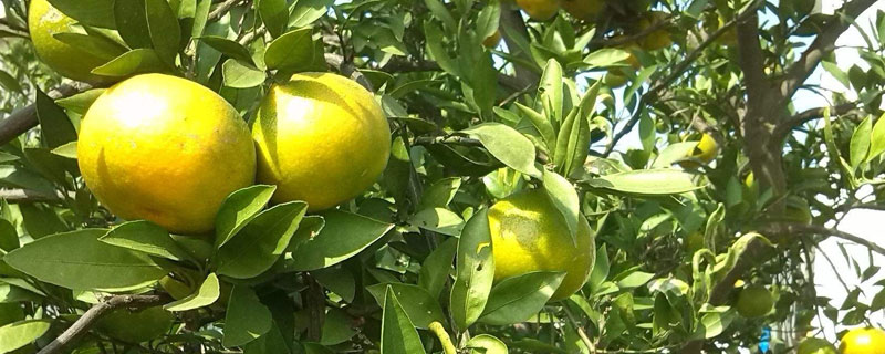 果樹施肥時間和方法,5-7月份施肥量較大