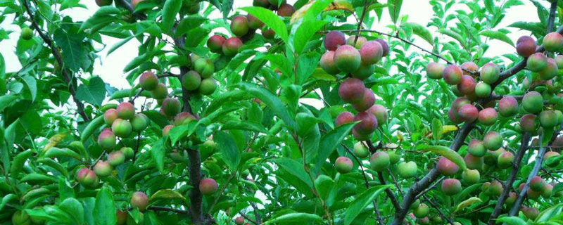 李子樹苗哪里有賣?價格多少錢一棵(附選擇方法)