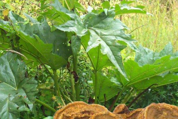 大黃種植技術與畝收入