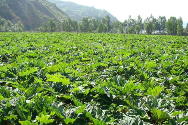 大黃種植技術與畝收入