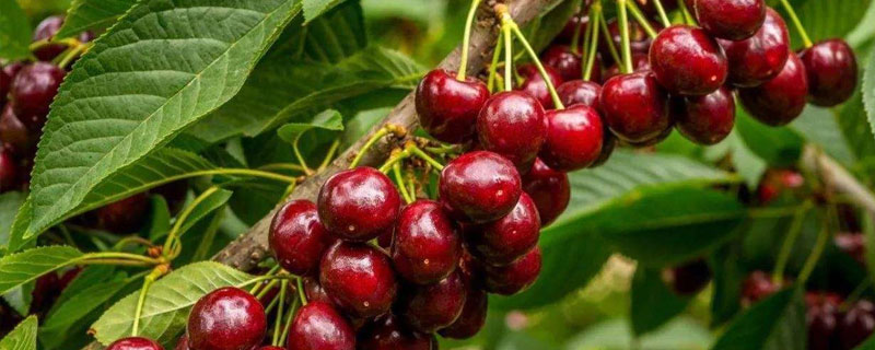 車厘子苗多少一株？價格根據苗木的長度不同而有所區別