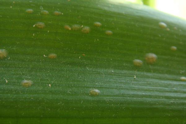 松脂酸鈉作用功效