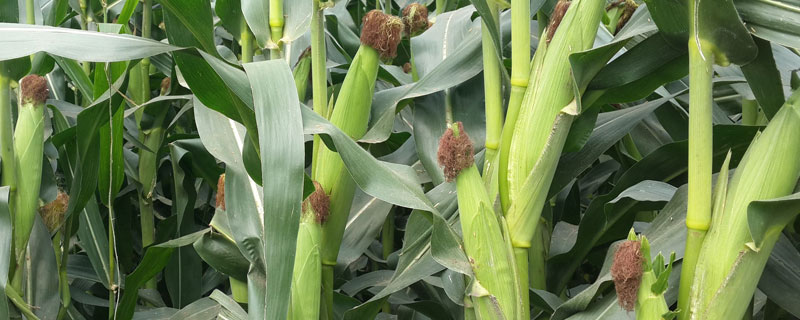 法爾利1010玉米品種介紹，種子店農(nóng)資店有賣