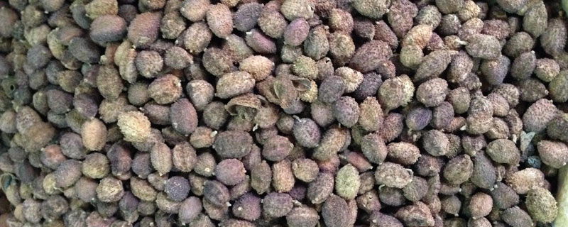 砂仁畝產(chǎn)量多少？畝產(chǎn)500至800公斤，收購(gòu)價(jià)4元每斤