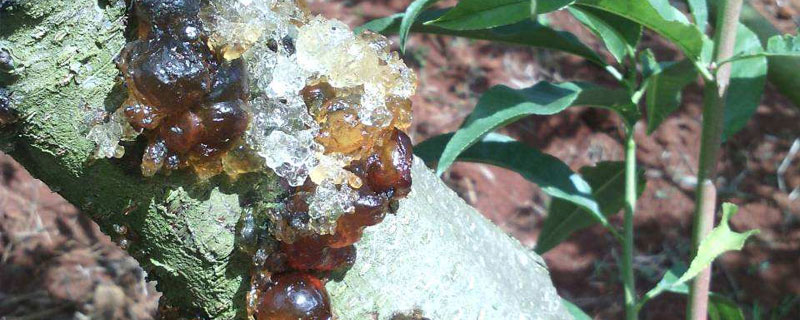 流膠病用什么藥治療？常用沃豐素和潰腐靈