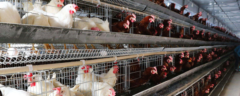 蛋雞一天吃多少料?怎么算(含公式)