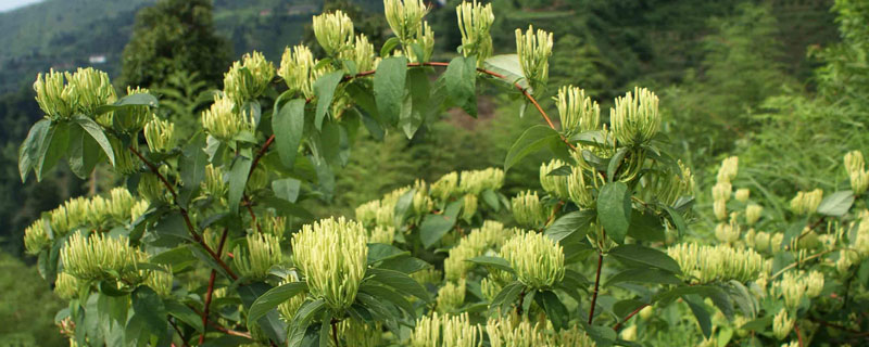 北花一號金銀花畝產量，干花畝產可達120至150公斤