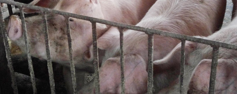 得過非洲豬瘟豬圈還能養豬嗎？建議2年內不能養