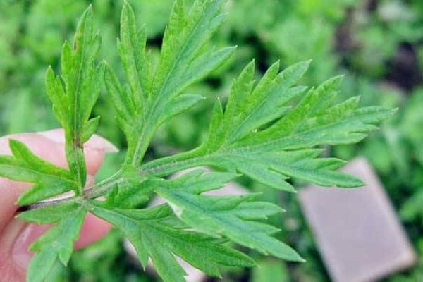 種植什么中藥材效益高