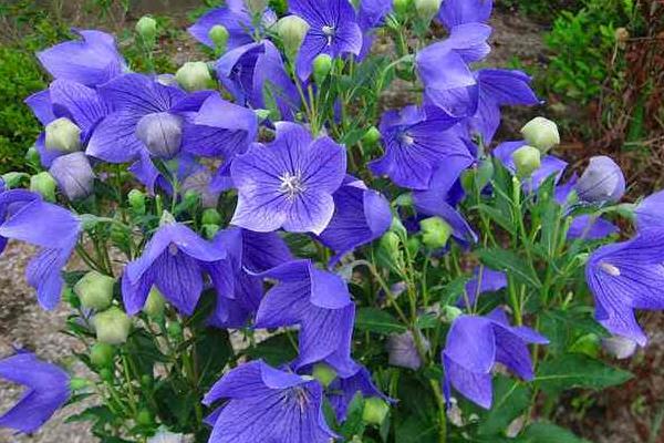 種植什么中藥材效益高