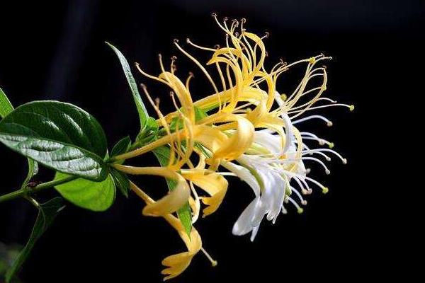 種植什么中藥材效益高