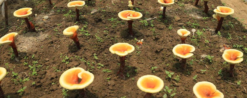 靈芝的種植方法和時間,環境溫濕度很重要