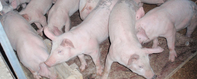 小豬黃白痢的特效藥，含癥狀表現(xiàn)及治療打針?lè)椒? /></a>
    </dt>
    <dd class=