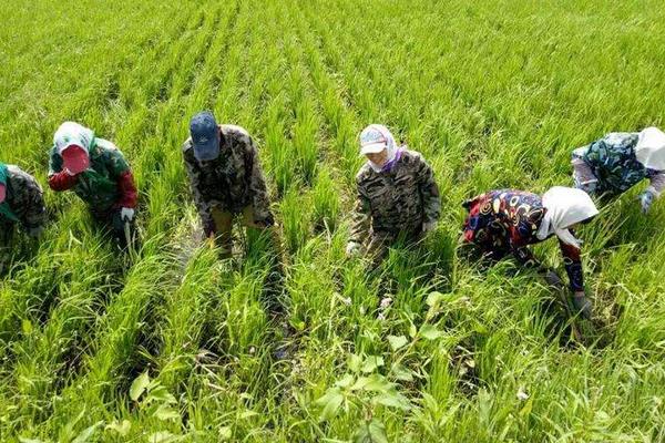 牡丹江35水稻品種特征及介紹,種子農(nóng)資店或種子店有賣